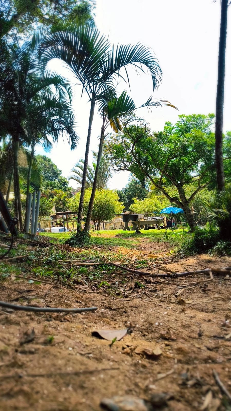 Área verde com vegetação tropical