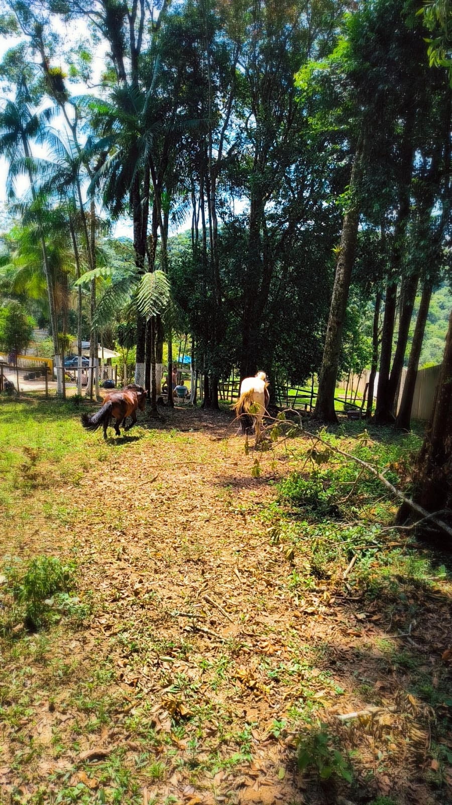 Animais em ambiente natural