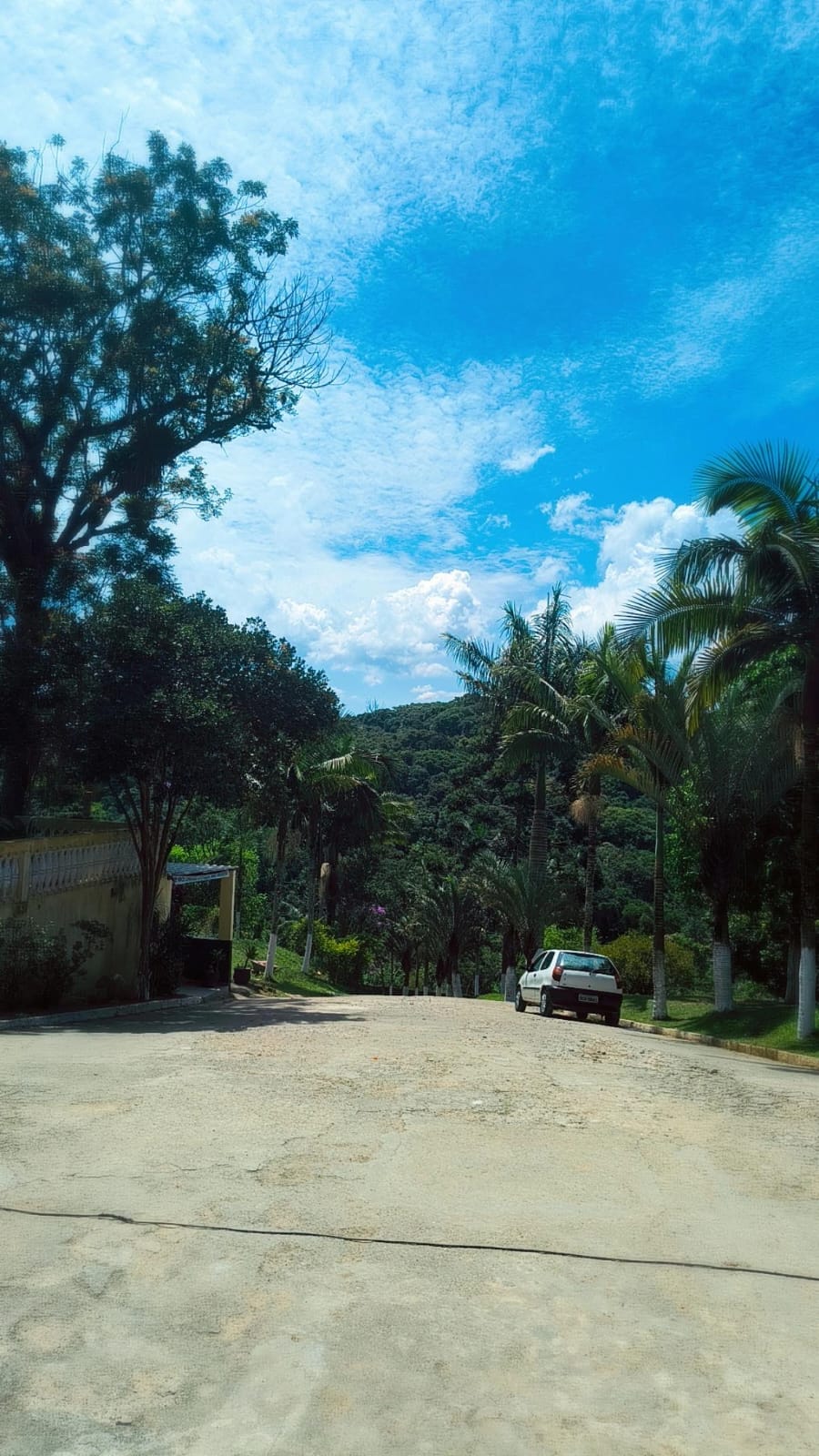 Caminho ladeado por árvores