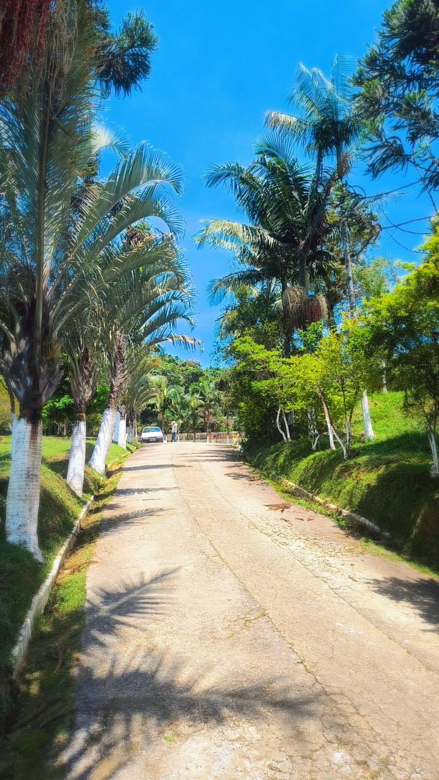 Estrada de entrada com palmeiras
